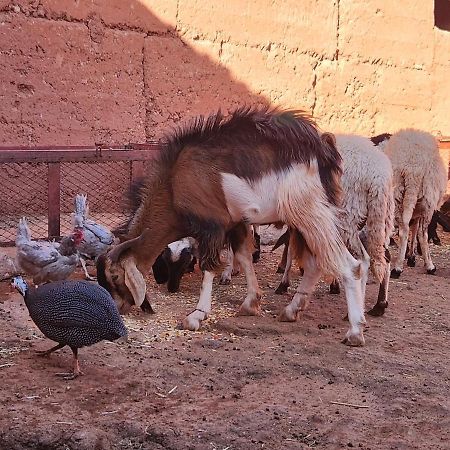 Riad Paradise Of Silence Ait Benhaddou Exterior photo