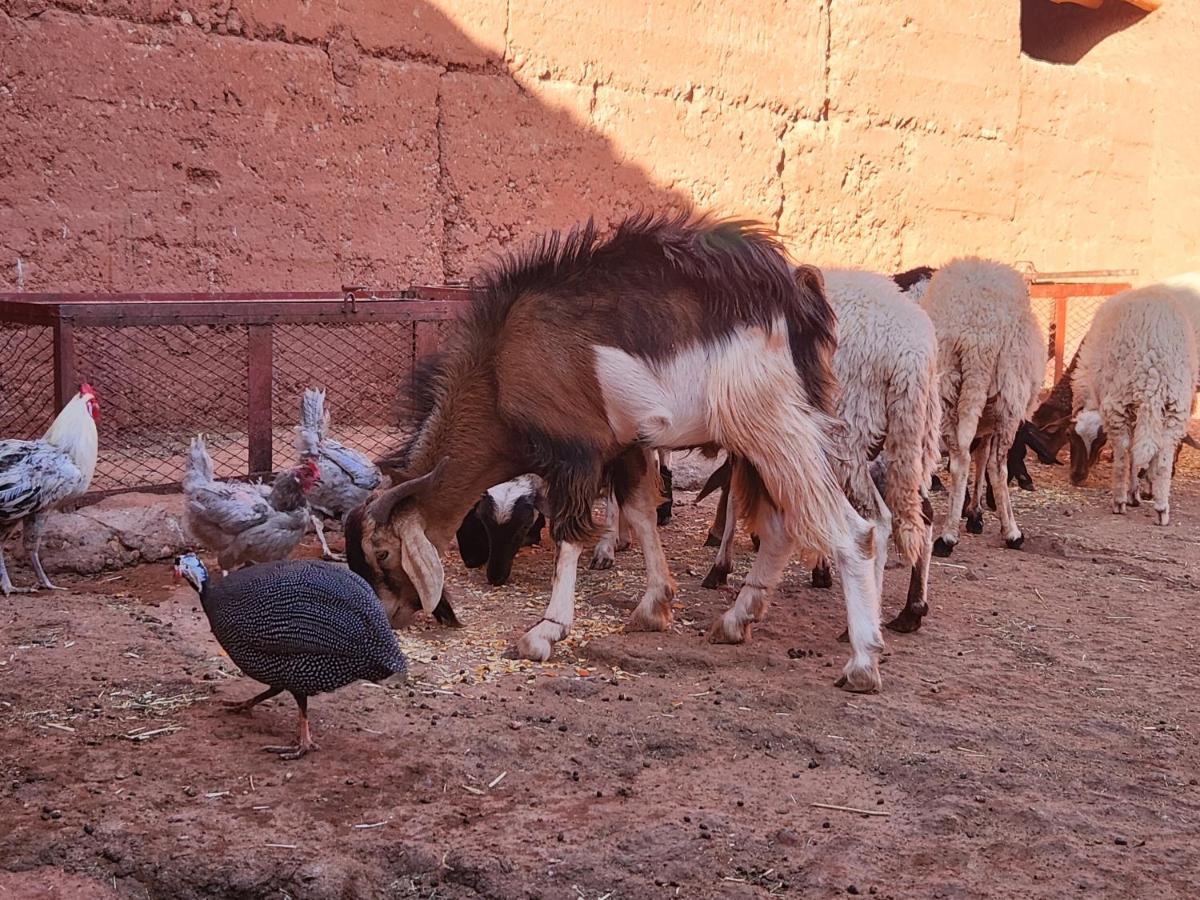 Riad Paradise Of Silence Ait Benhaddou Exterior photo